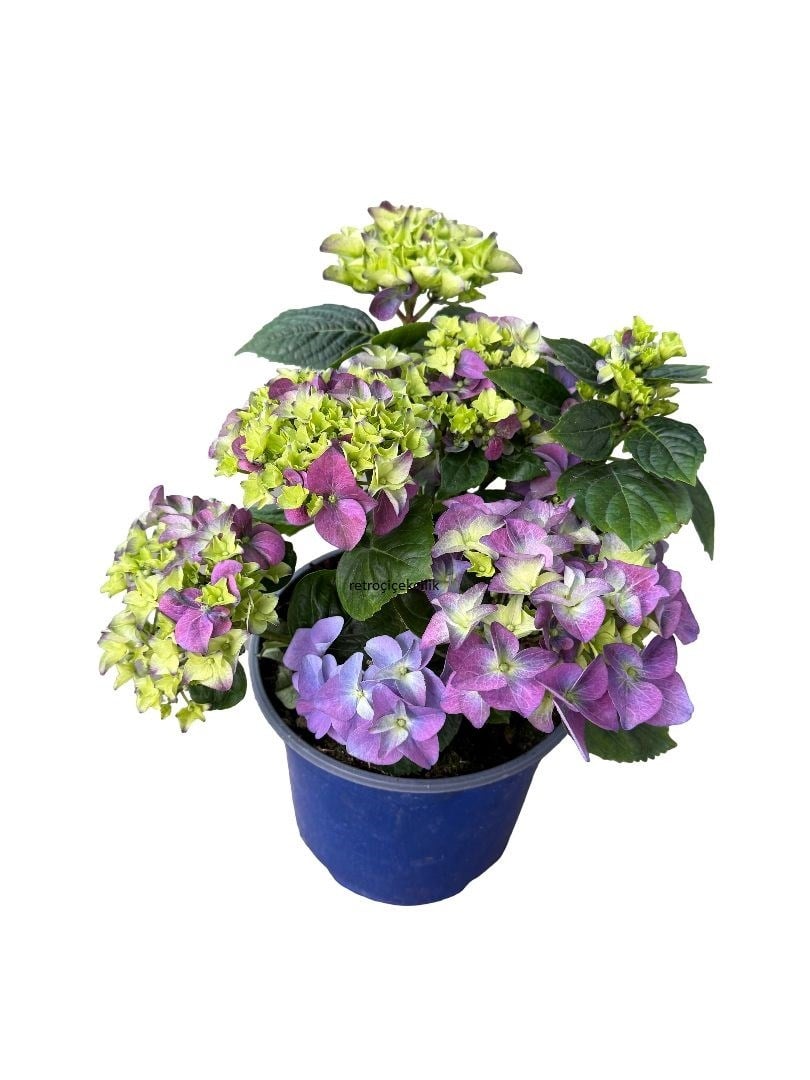 Mor Mavi Ortanca Çiçeği - Hydrangea