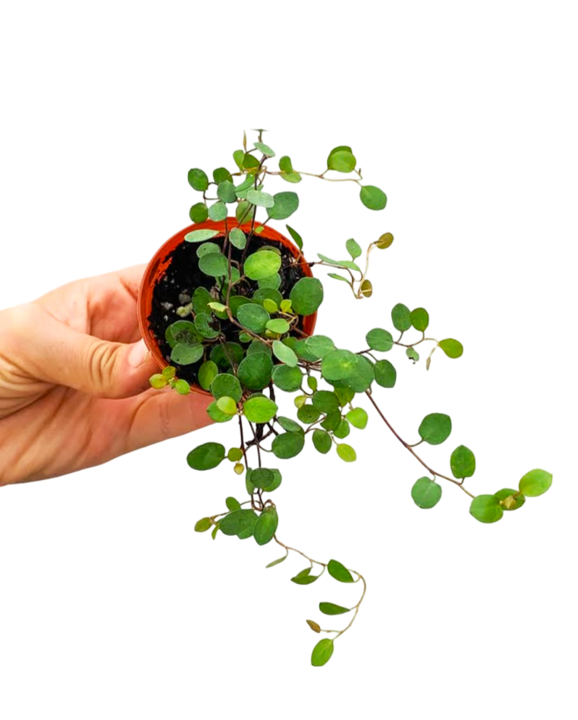 Muehlenbeckia Avustralya Sarmaşığı