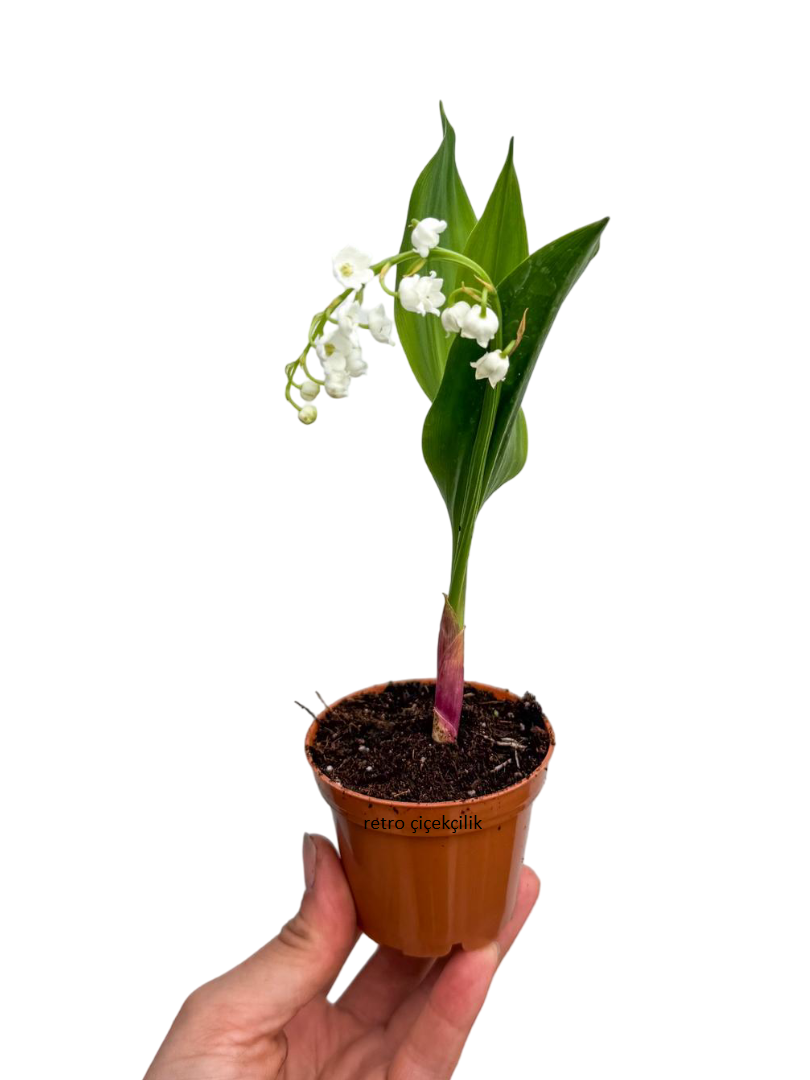 Müge Çiçeği - Çiçekleri Yoğun Kokulu (Convallaria Majalis)