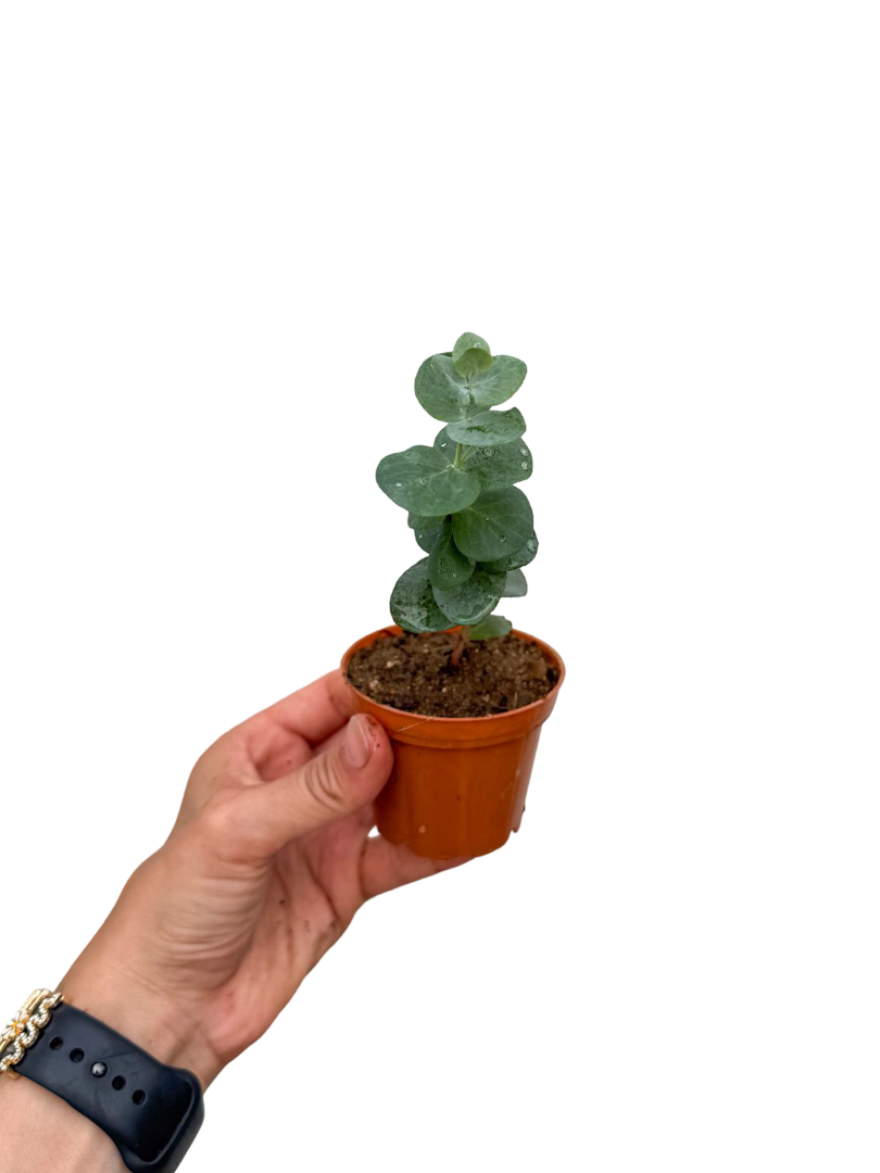 Okaliptus Ağacı Fidesi
