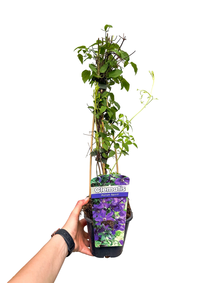 Orman Asması Clematis Mor Çiçekli