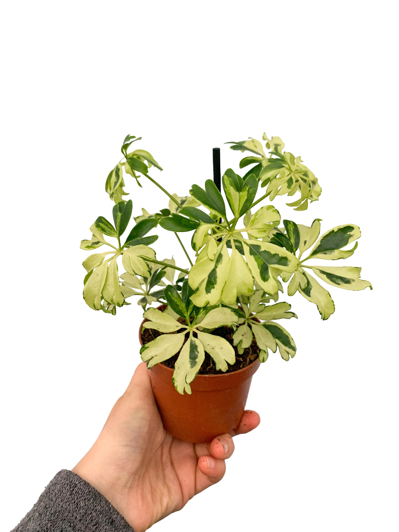 Özel Tür Alacalı Şeflera Schefflera Arboricola Melanie