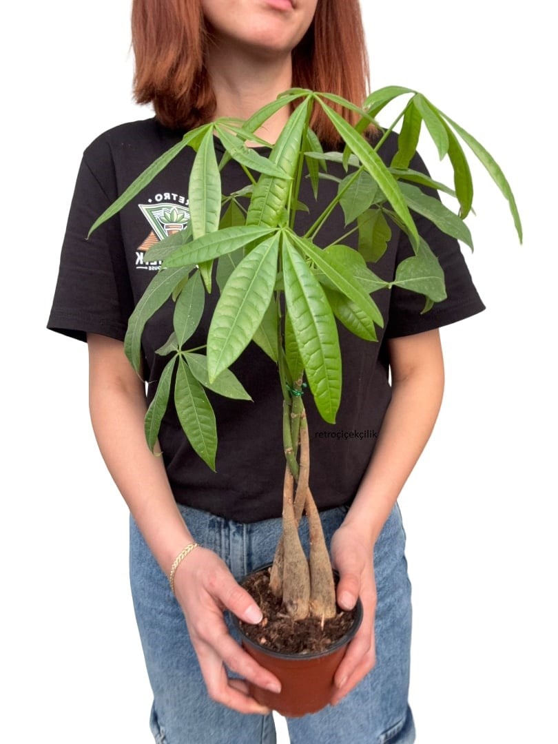 Para Ağacı Çiçeği Şans Bitkisi 40 CM (Pachira Aquatica)