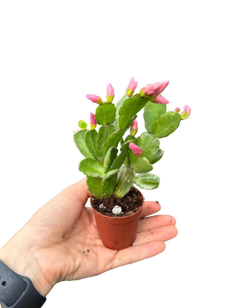 Paskalya Çiçeği Kaktüsü Pembe