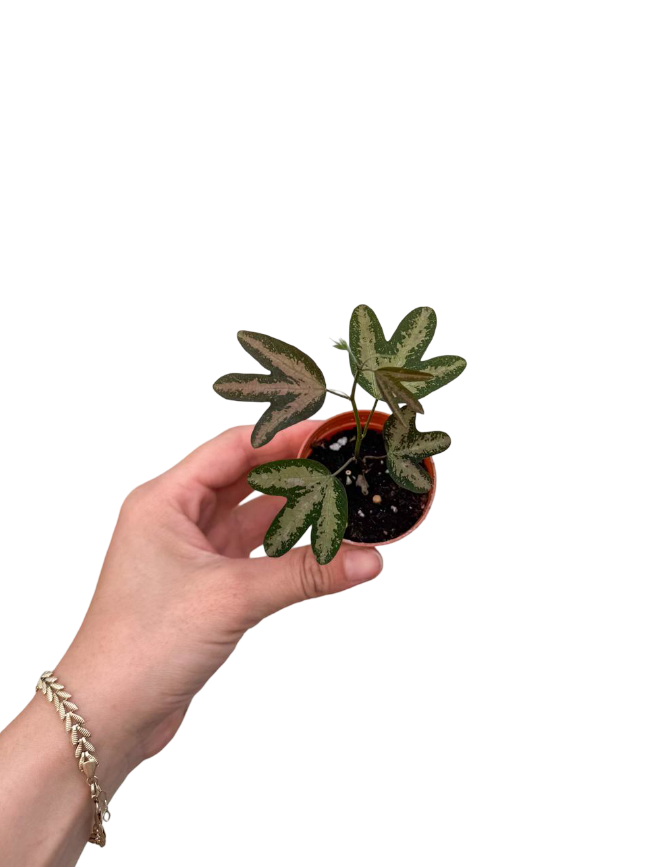 Passiflora Trifasciata Renkli Yapraklı Çarkıfelek Sarmaşığı