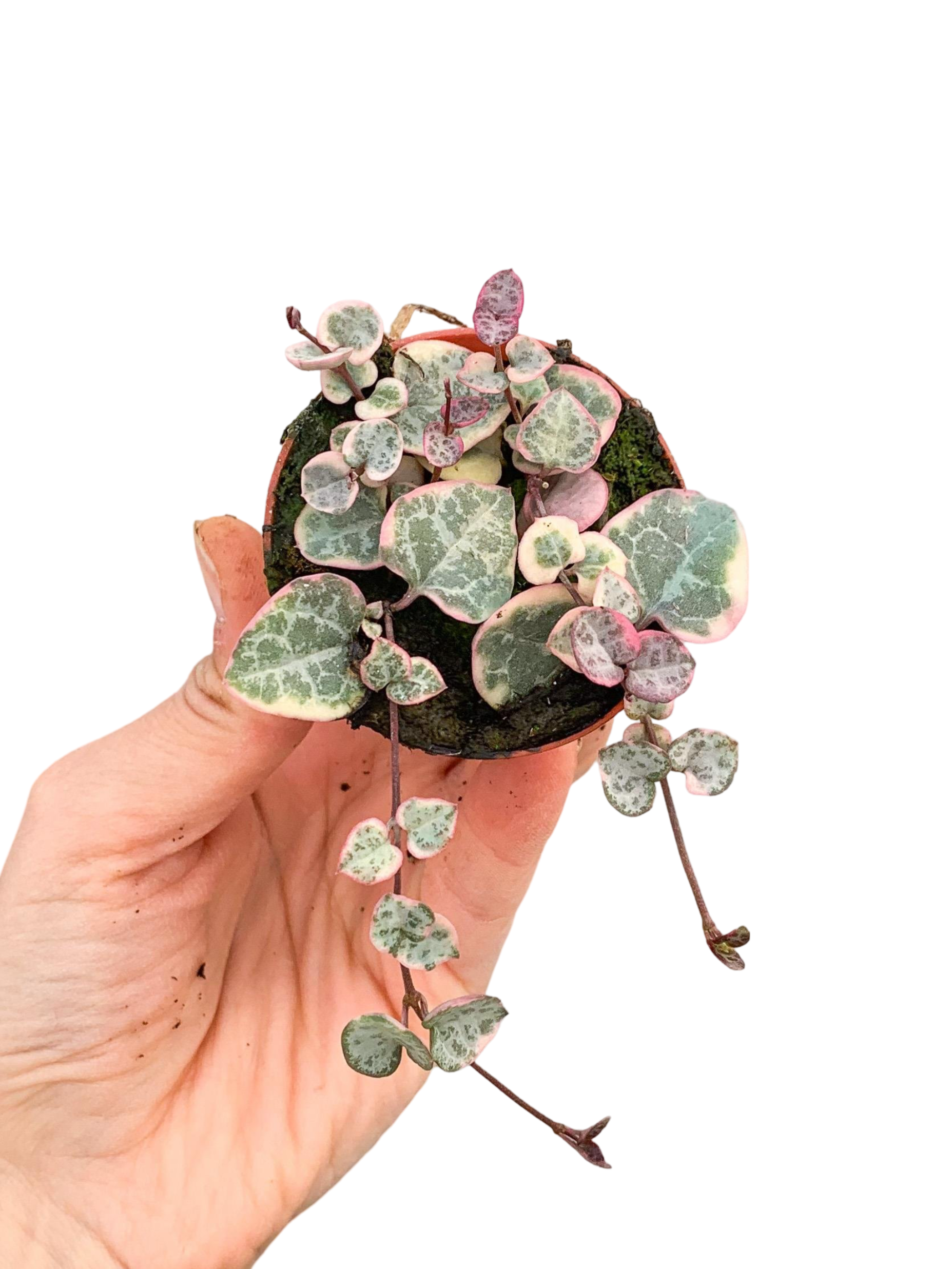 Pembe Alacalı Kalp Kalbe Karşı - Ceropegia Woodii Variegata