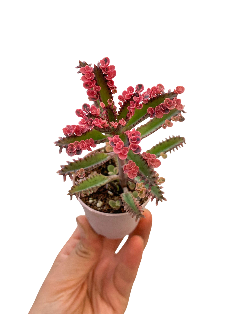 Pembe Aşkın Gözyaşları