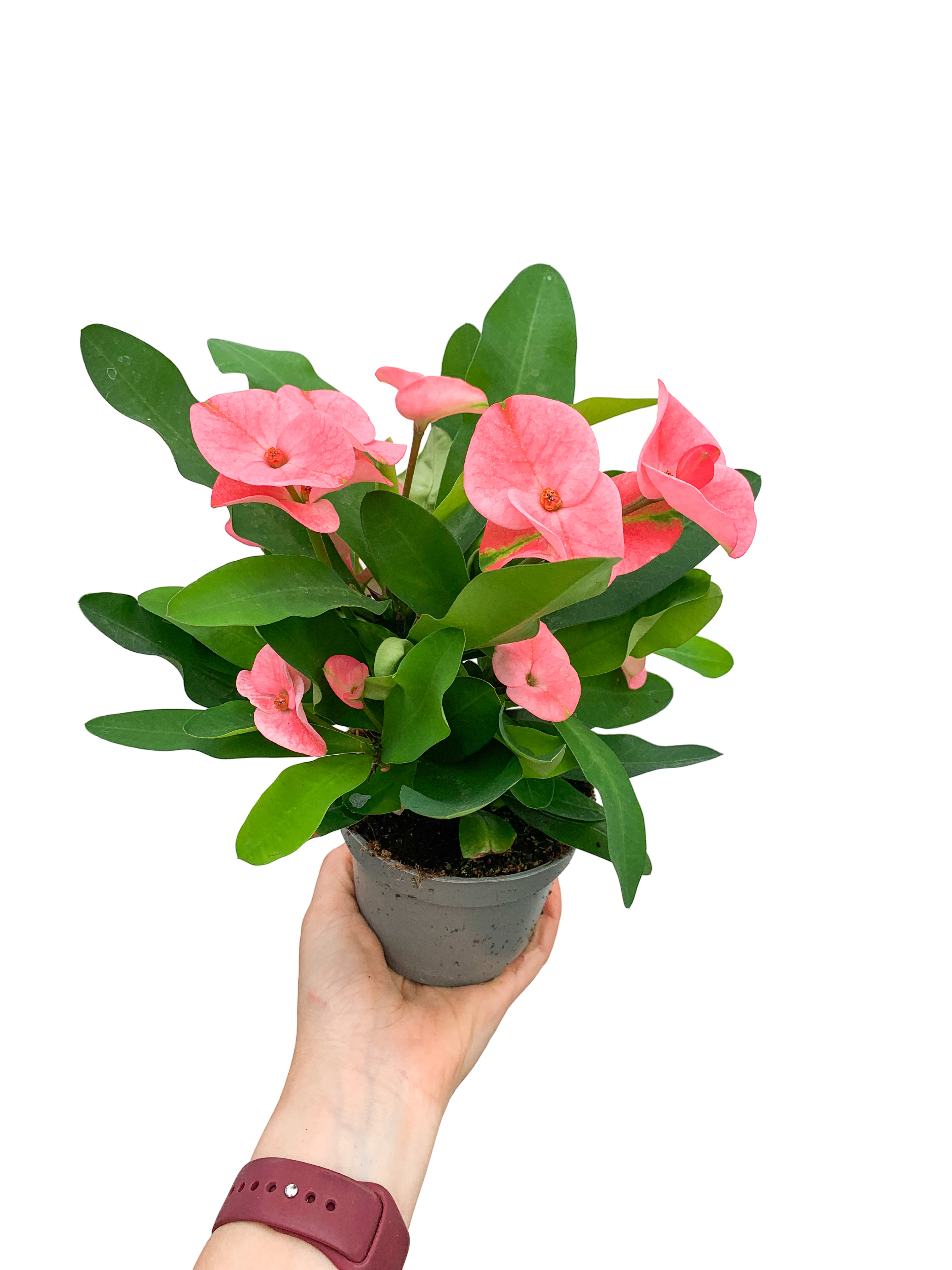 Pembe Çiçekli Dikenler Tacı Euphorbia Milii