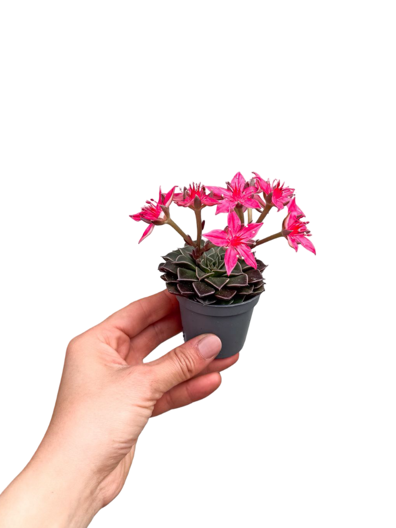 Pembe Çiçekli Sukulent Graptopetalum Bellum