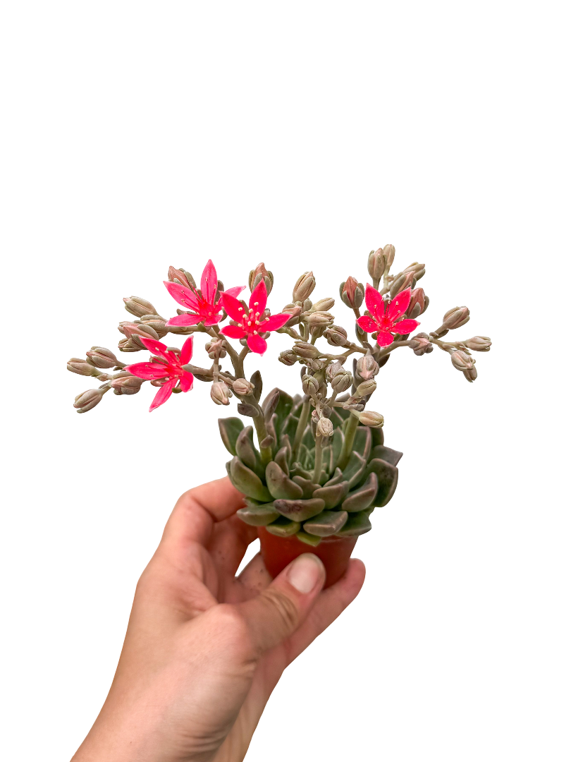 Pembe Çiçekli Sukulent Graptopetalum Bellum
