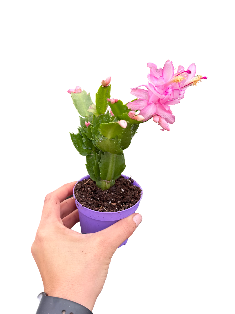 Pembe Çiçekli Yılbaşı Çiçeği Kaktüsü (Schlumbergera)