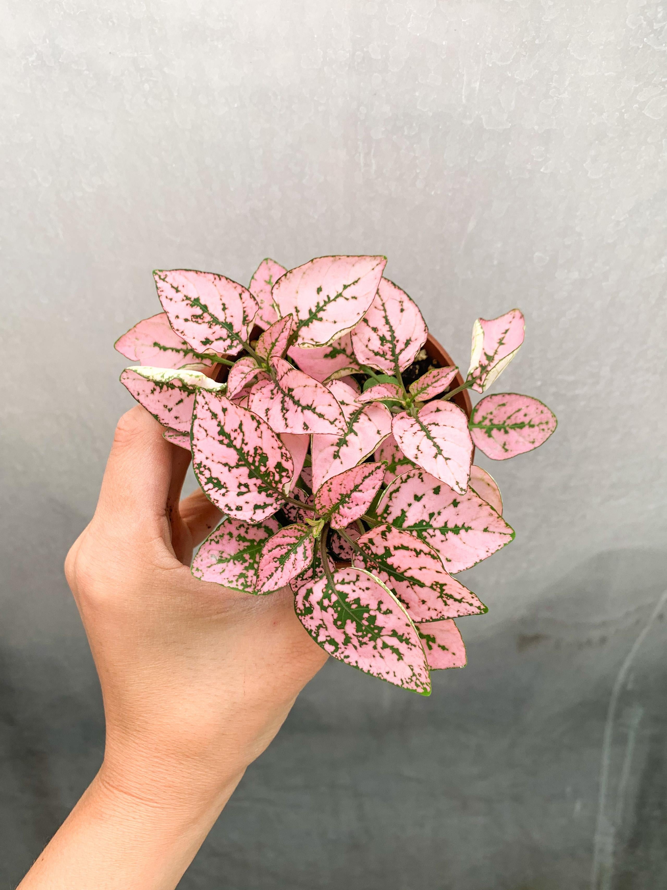 Pembe Hypoestes Bitkisi Hostes Çiçeği