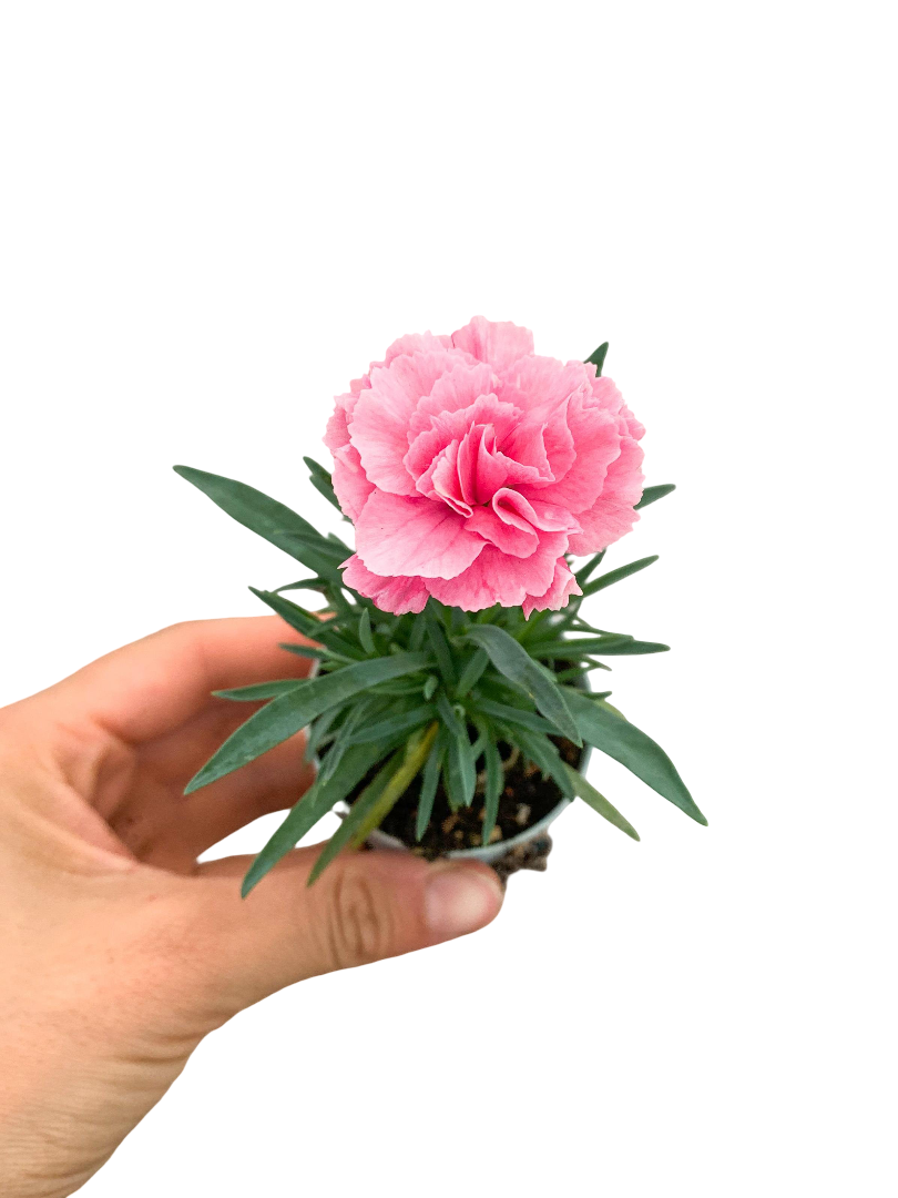 Pembe Karanfil Dianthus Pink