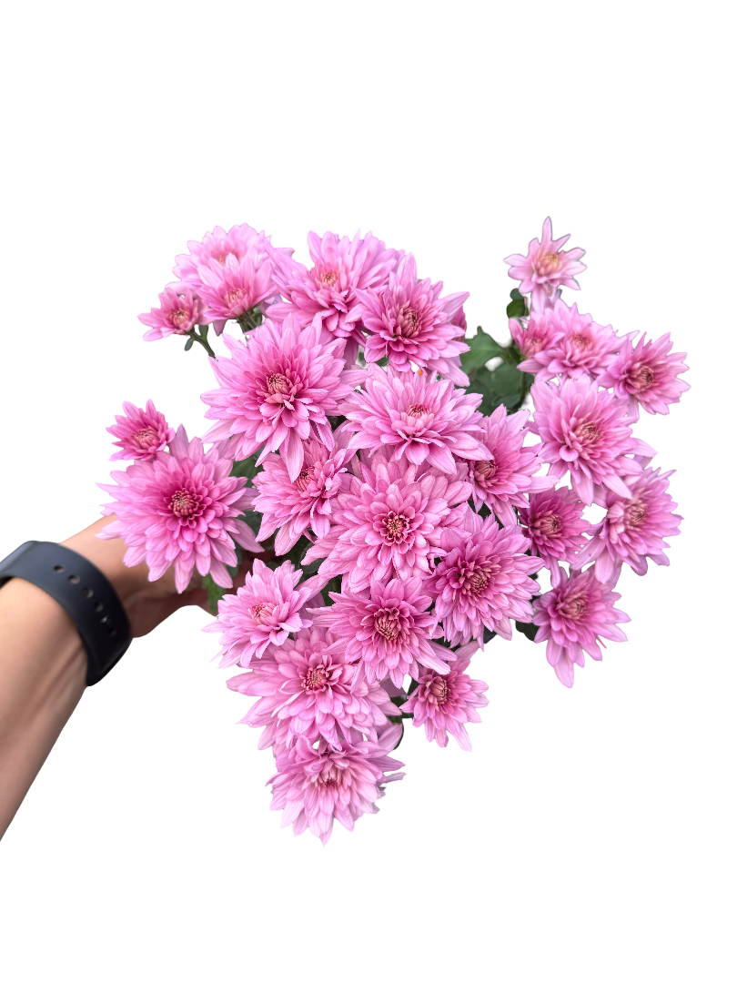 Pembe Kasımpatı Çiçeği Krizantem