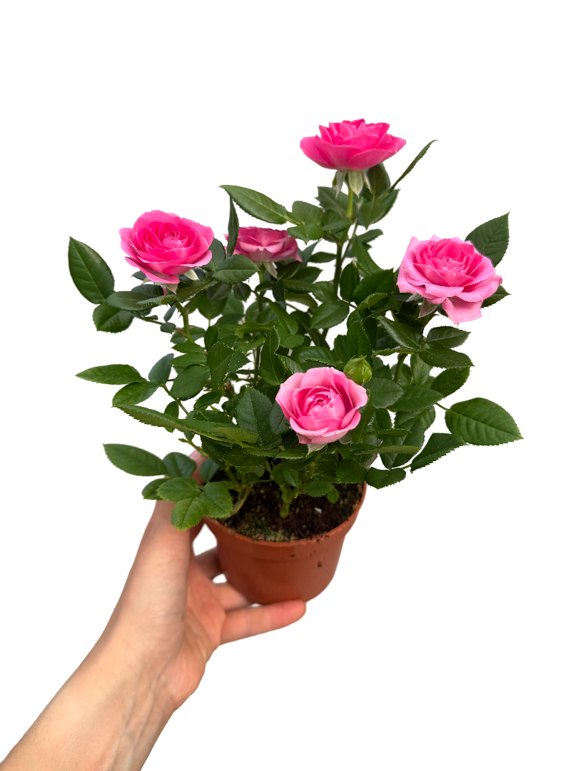 Pembe Renk Bodur Gül