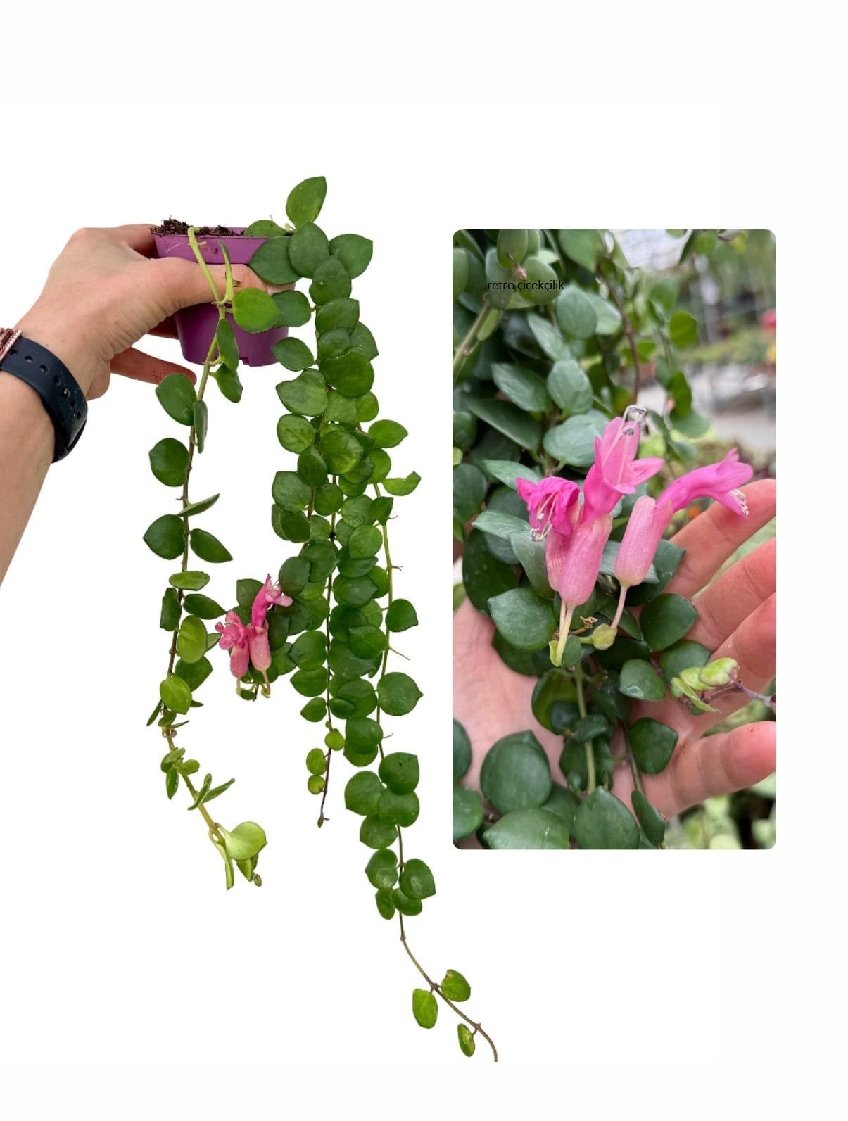 Pembe Ruj Çiçeği - Aeschynanthus Pink Polka