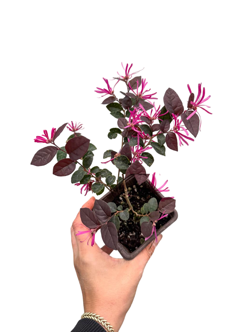 Pembe Rüya Çiçeği Loropetalum (Chinense Rubrum)