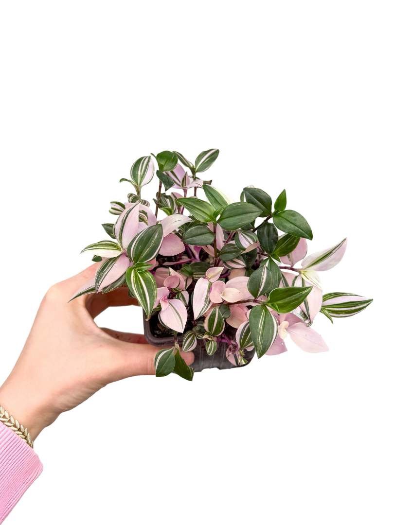 Pembe Telgraf Çiçeği Tradescantia Fluminensis 'Tricolor'