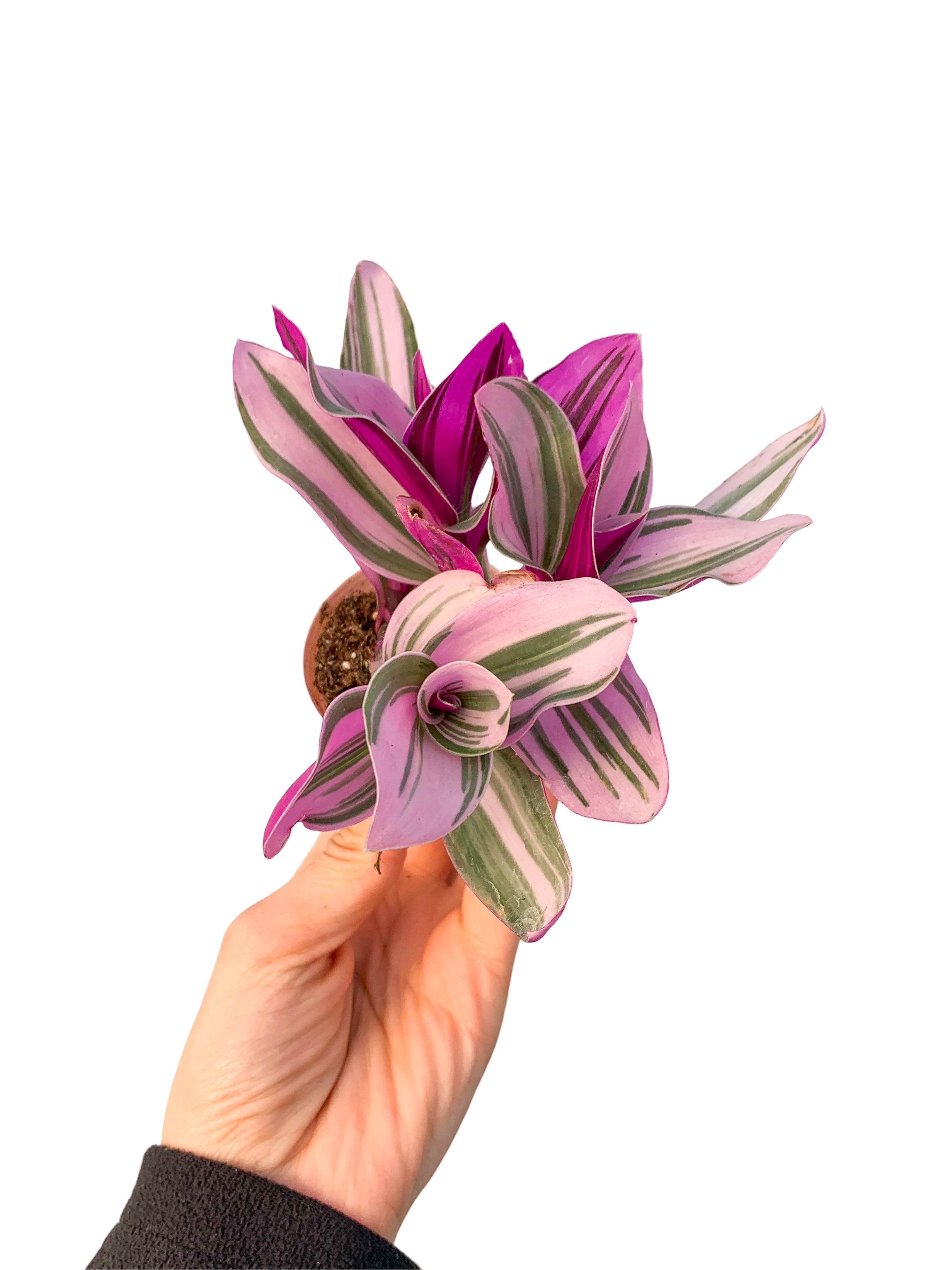 Pembe Telgraf Çiçeği (Tradescantia Nanouk)
