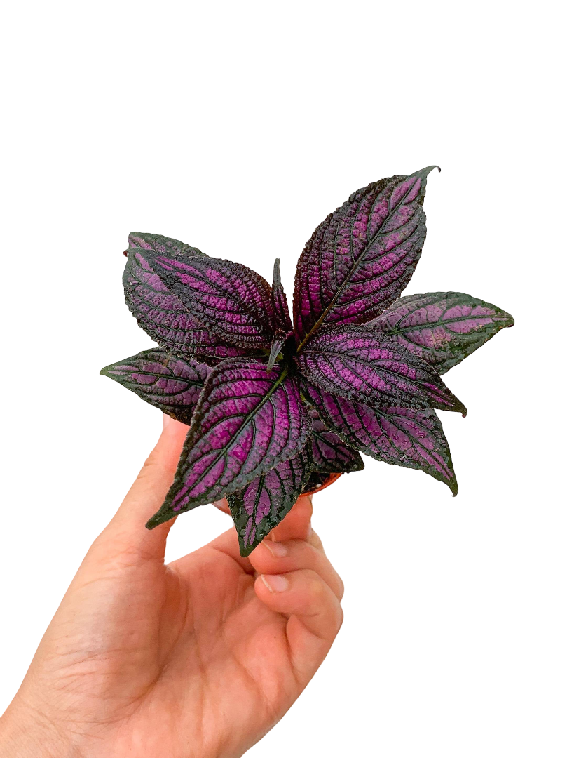Pers Kalkanı Çiçeği Mor Yapraklı (Strobilanthes Dyerianus)