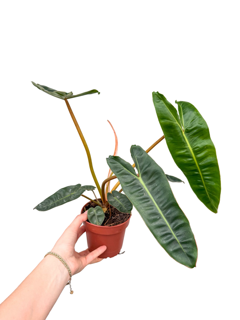 Philodendron Billietiae