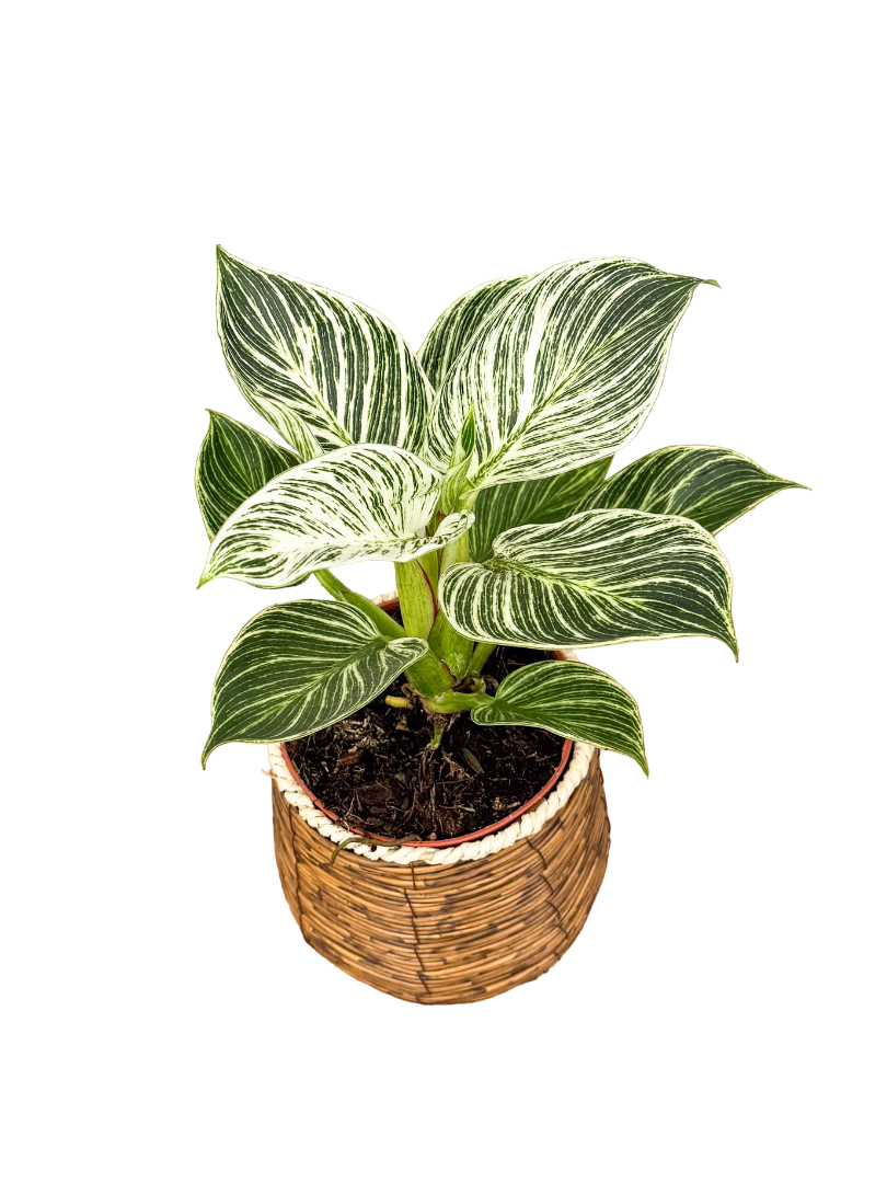 Philodendron Birkin