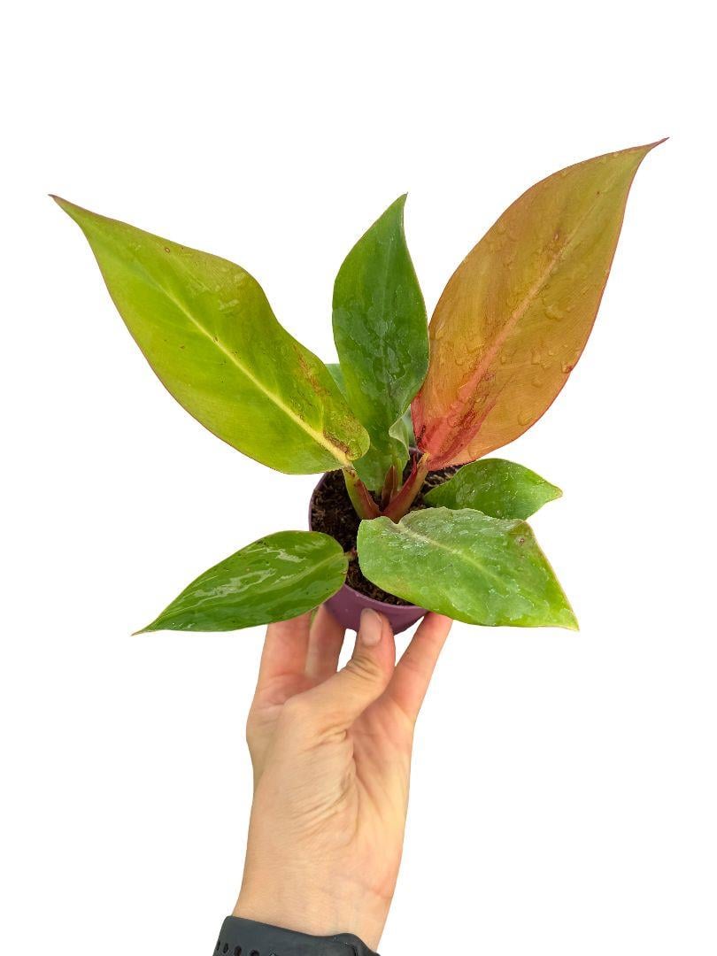 Philodendron Cherry Red