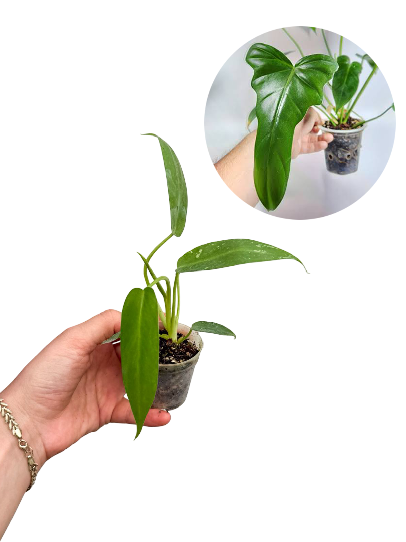 Philodendron Golden Dot Mini