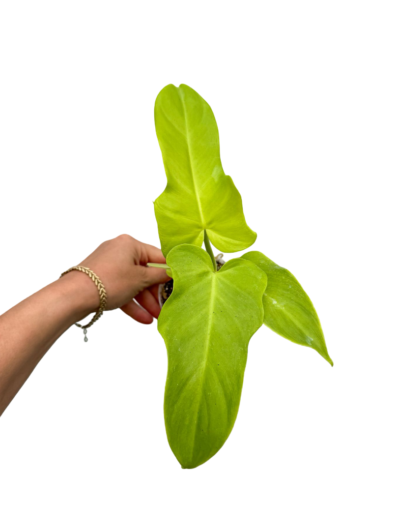 Philodendron Golden Violin