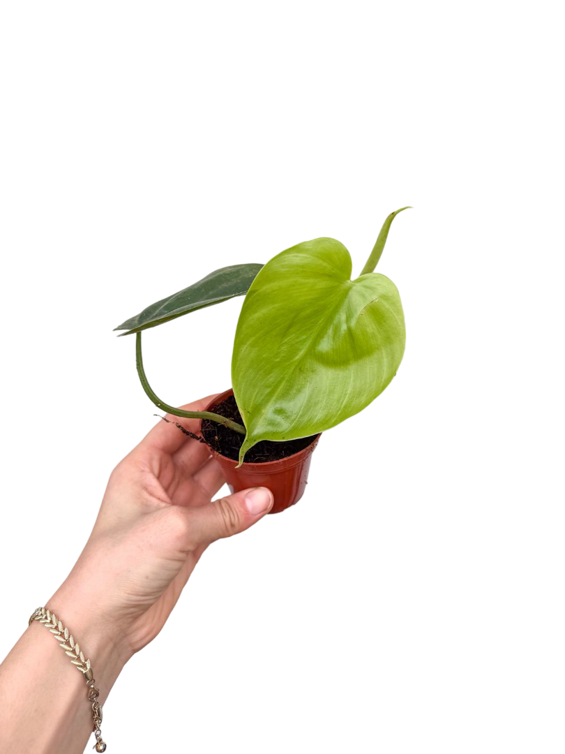 Philodendron Heartleaf Kalp Yapraklı Sarmaşık