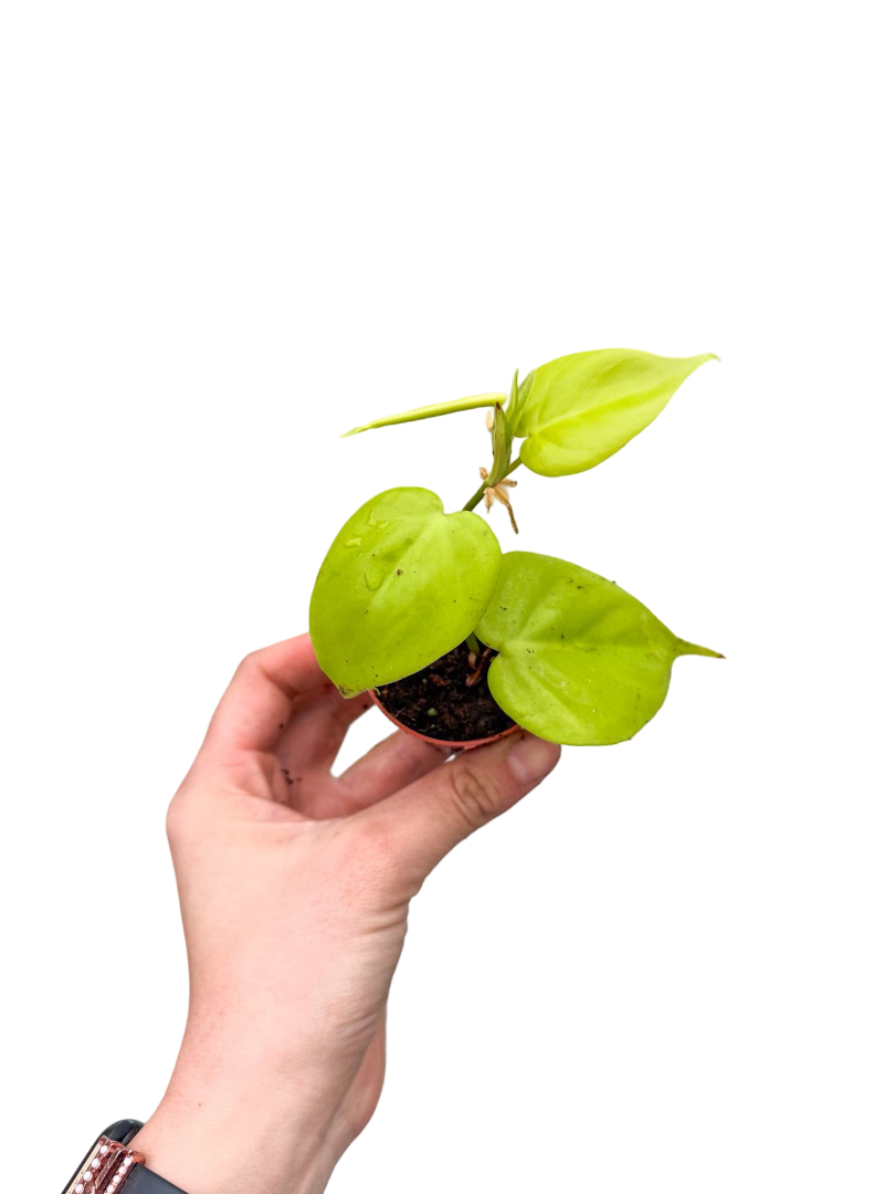 Philodendron Lemon Lime Mini Boy Sarı Salon Sarmaşığı