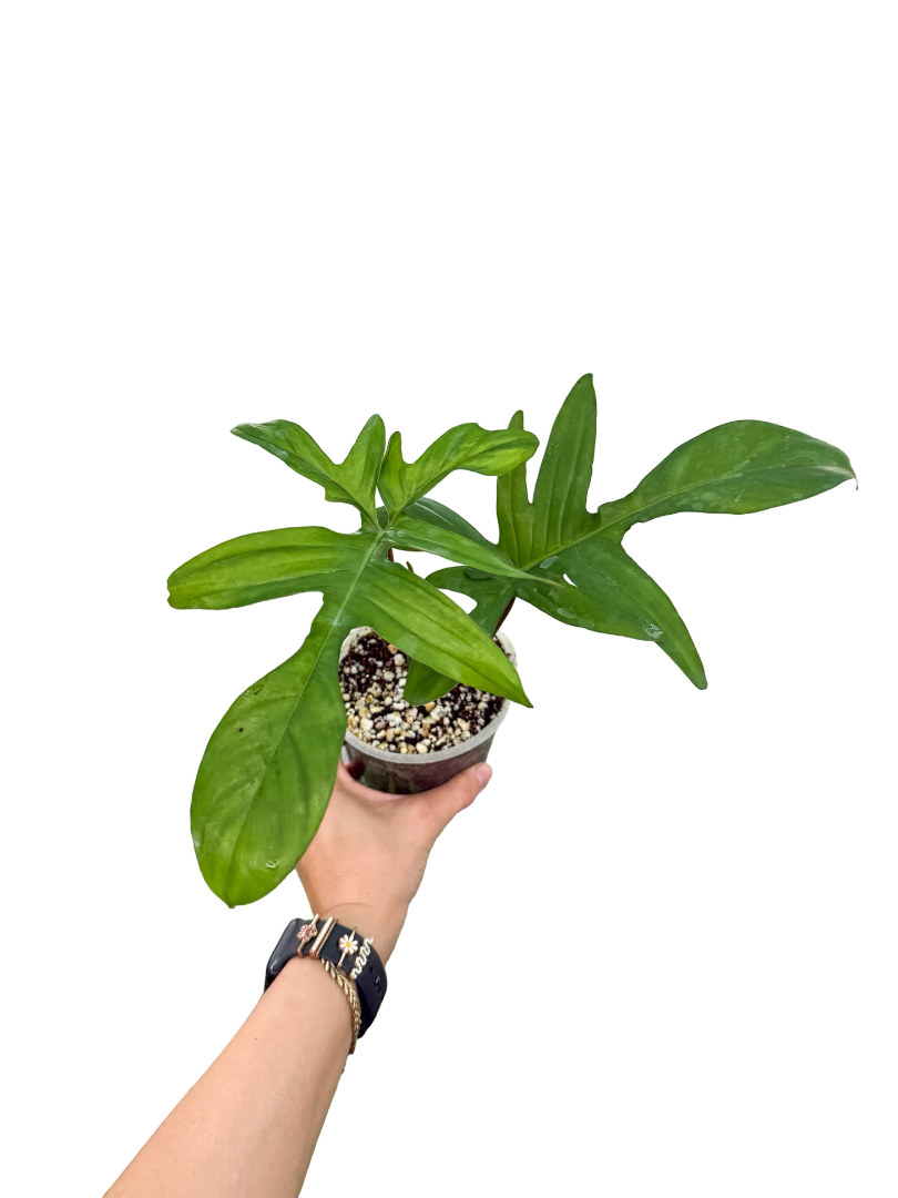 Philodendron Pedatum