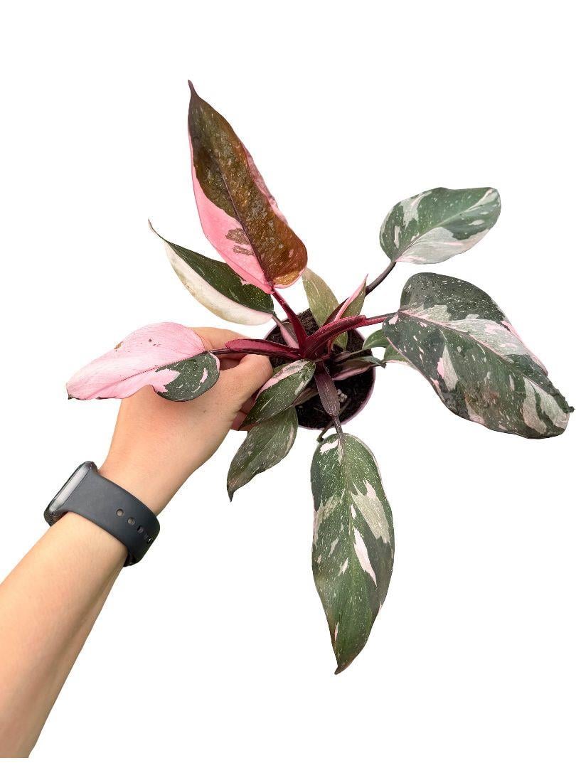 Philodendron Pink Princess