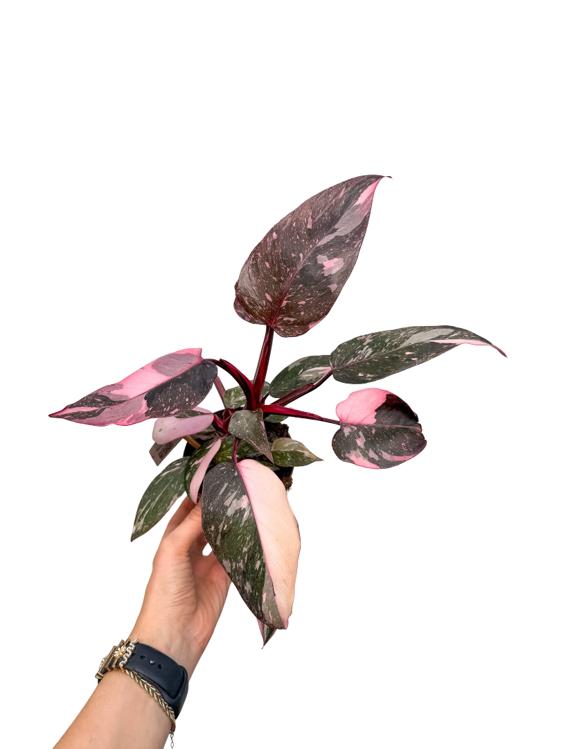 Philodendron Pink Princess