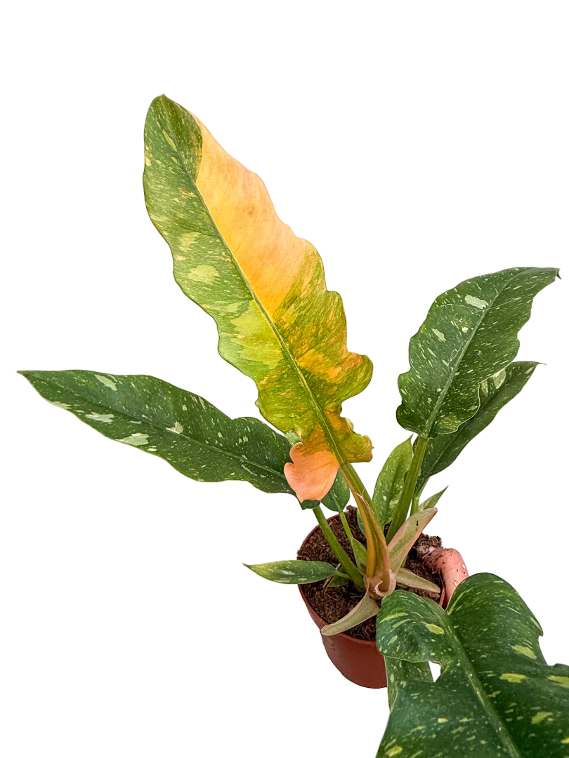 Philodendron 'Ring of Fire' Variegated Özel Tür