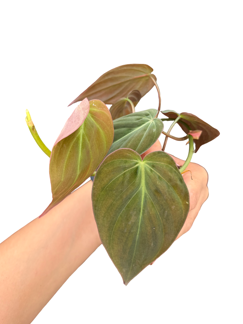 Philodendron Scandens 'Micans'