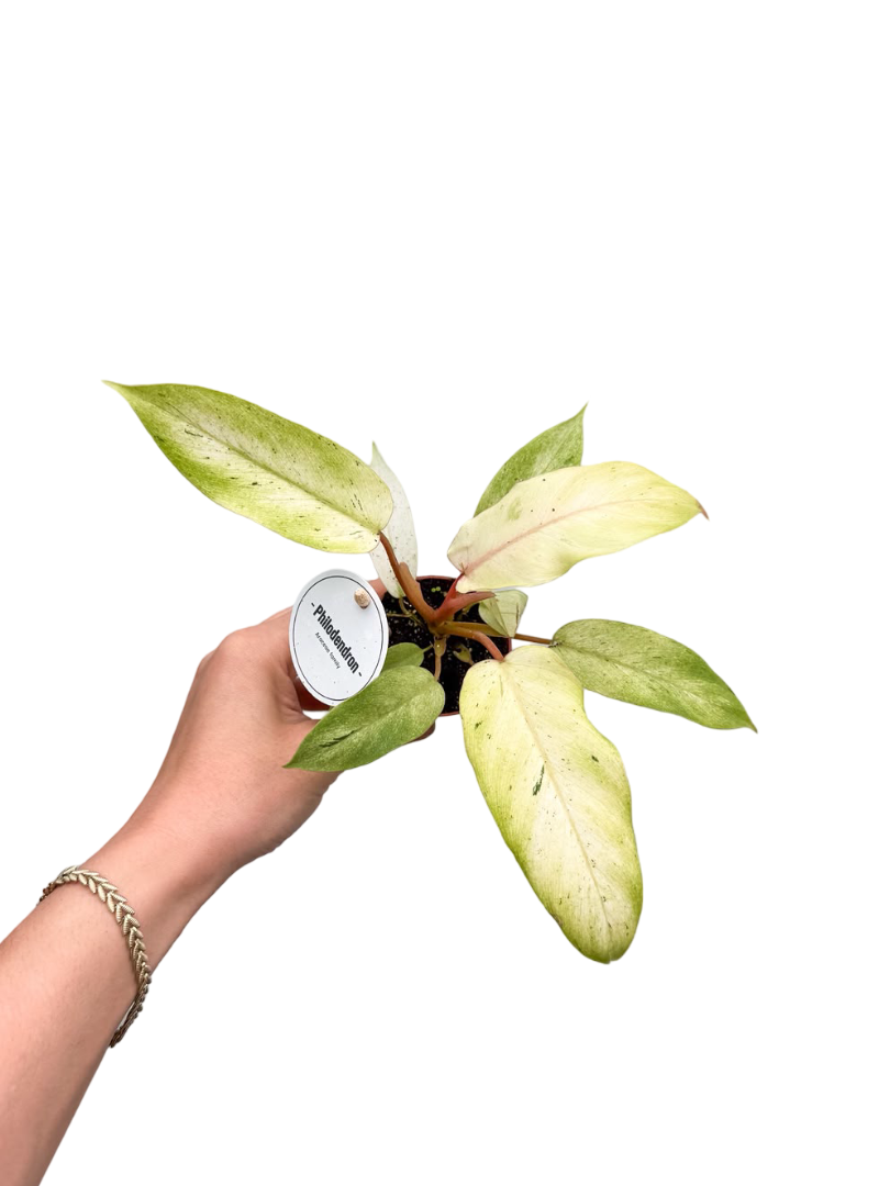 Philodendron 'Snowdrift'