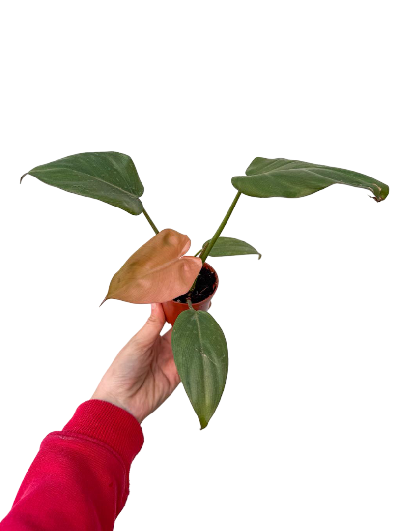 Philodendron 'Summer Glory'