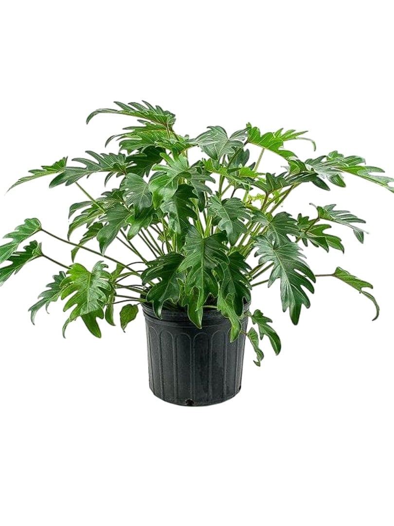 Philodendron Xanadu