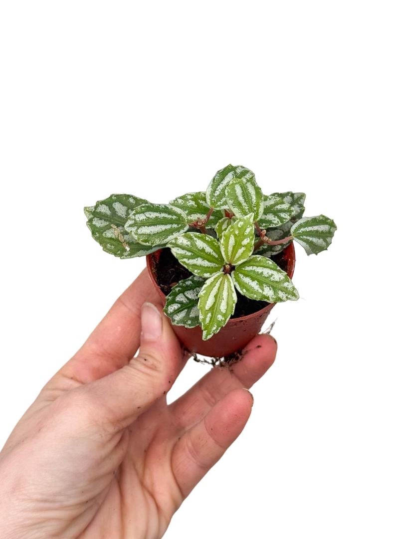 Pilea Cadierei Kar Yağdı Bitkisi Çiçeği
