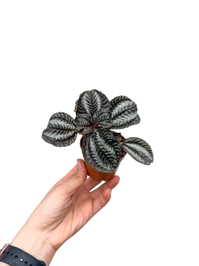 Pilea Involucrata ‘Norfolk'