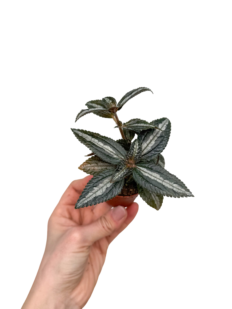 Pilea Spruceana 'Silver Tree'