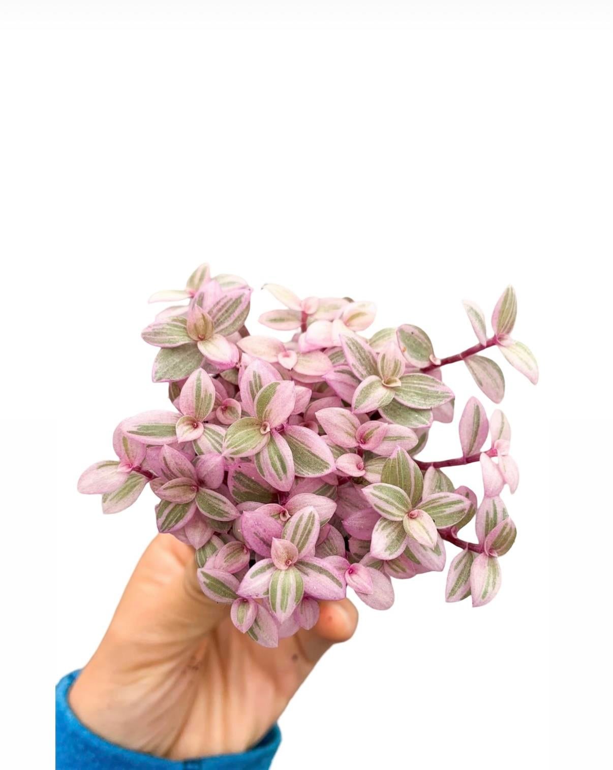 Pink Lady Mini Pembe Telgraf