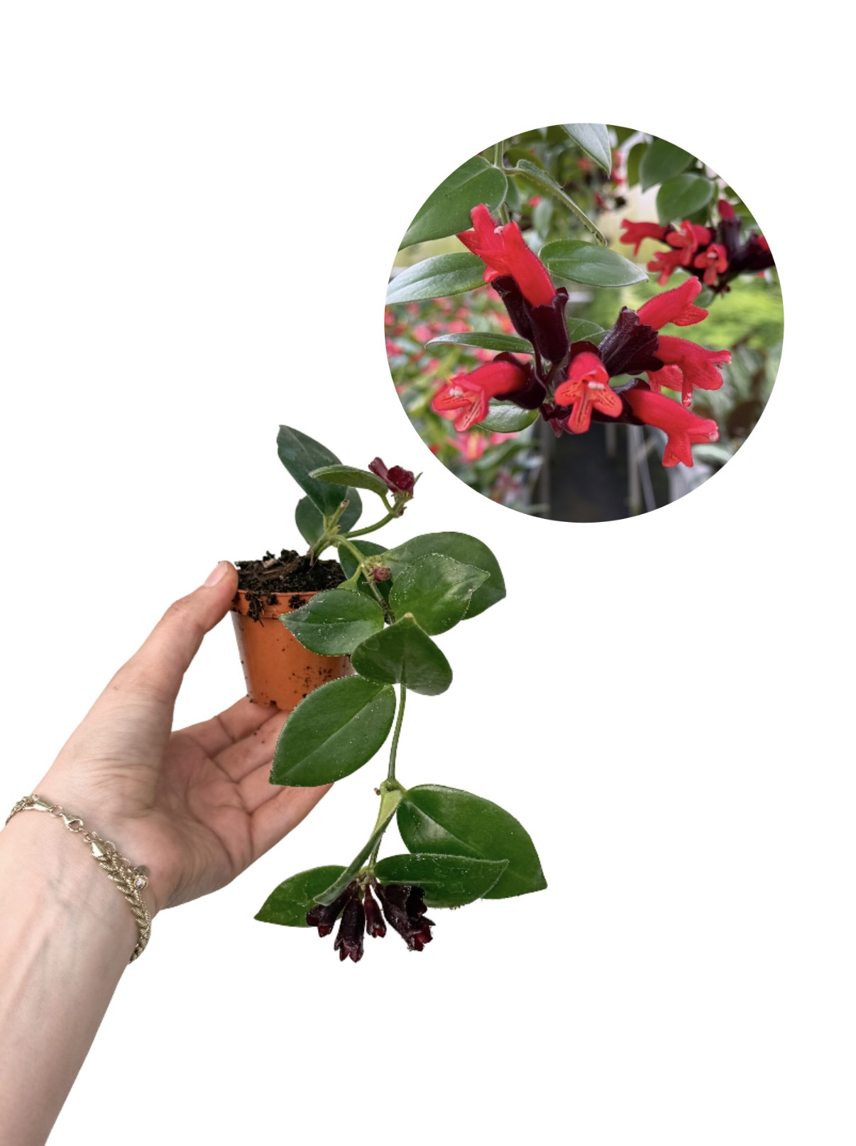 Ruj Çiçeği - Aeschynanthus