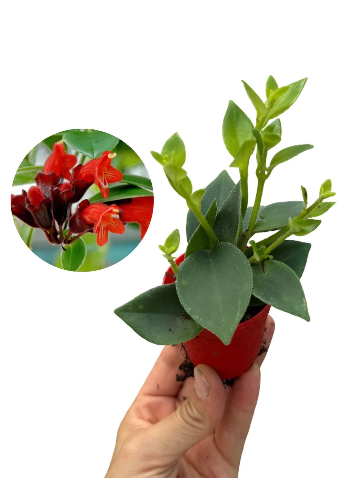 Ruj Çiçeği Mini - Aeschynanthus