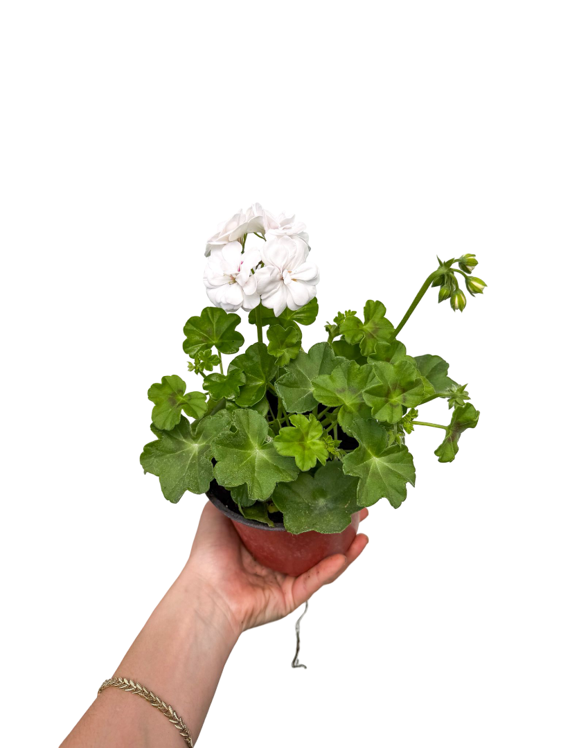 Sakız Sardunya Beyaz - Pelargonium Peltatum