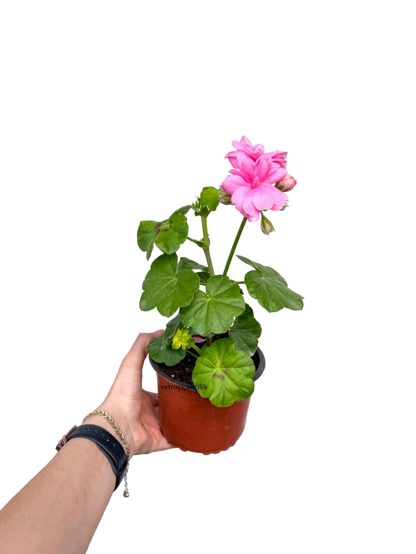 Sakız Sardunya Pembe - Pelargonium Peltatum