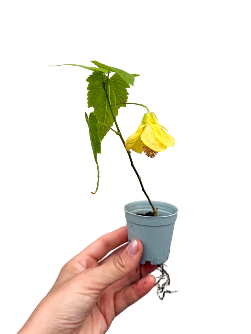Sarı Ağaç Küpelisi Güzelhatmi Çiçeği Mini Abutilon