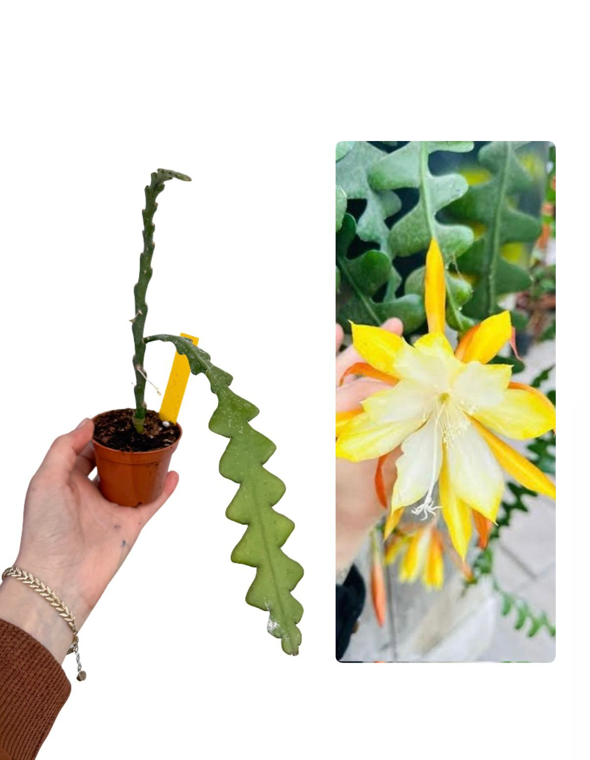 Sarı Çiçekli Atlas (Epiphyllum)