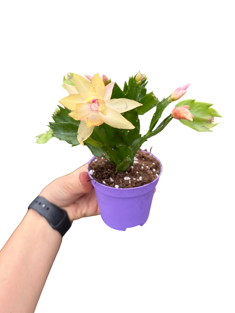 Sarı Çiçekli Yılbaşı Çiçeği Kaktüsü (Schlumbergera)